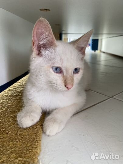 Котенок белый