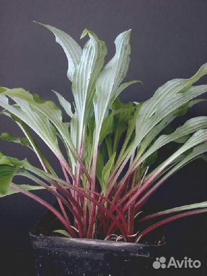 Хосты на красных ножках