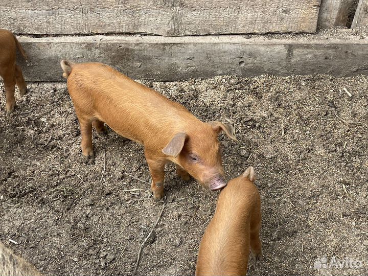 Поросята дюрок