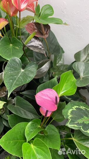 Антуриум сортовые