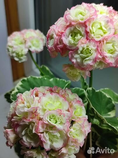 Пеларгония Uaito Ringu