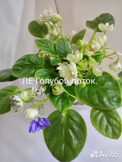 Фиалки сортовые