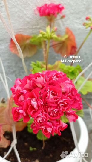 Герани, колеусы, фиалки