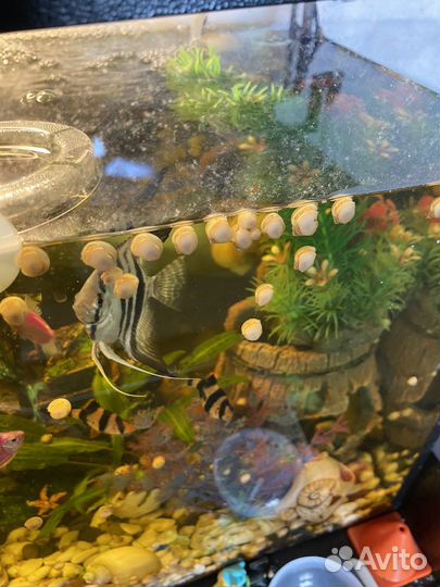 Улитки ампулярии жемчужные