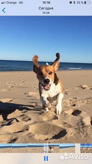 Вязка кобель бигль