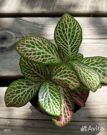 Фиттония, монстера Siltepecana