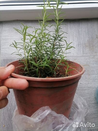 Розмарин свежий и в горшках