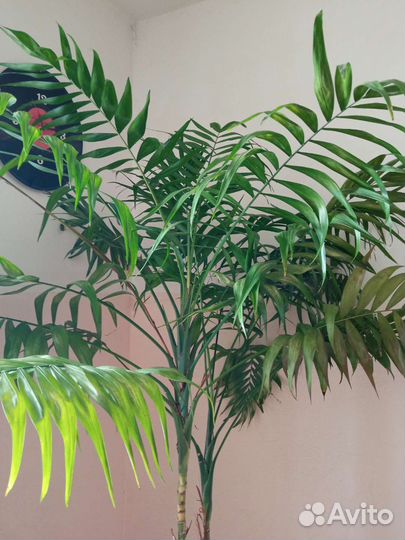 Пальма из двух шт