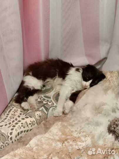 Кошка в добрые руки