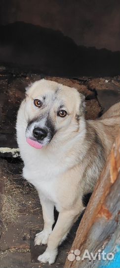 Собаки бесплатно