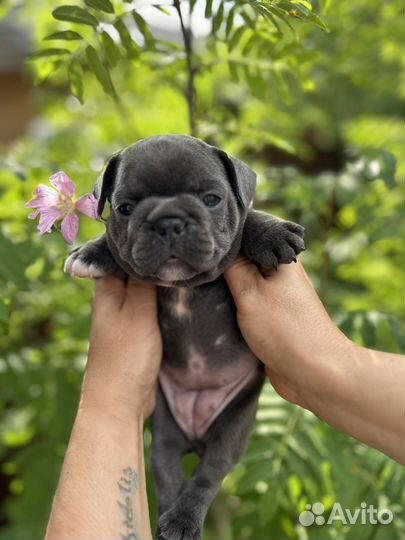 Французский бульдог малыши