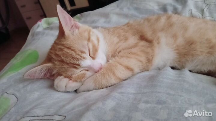 Котенок в добрые руки