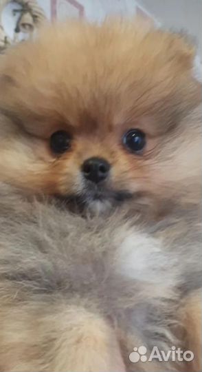 Щенки померанского шпица