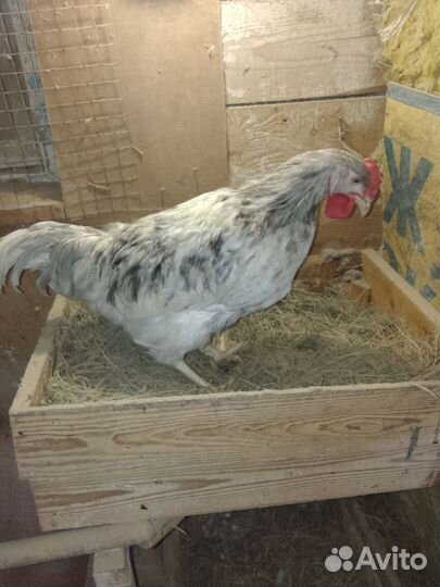 Петух доминант