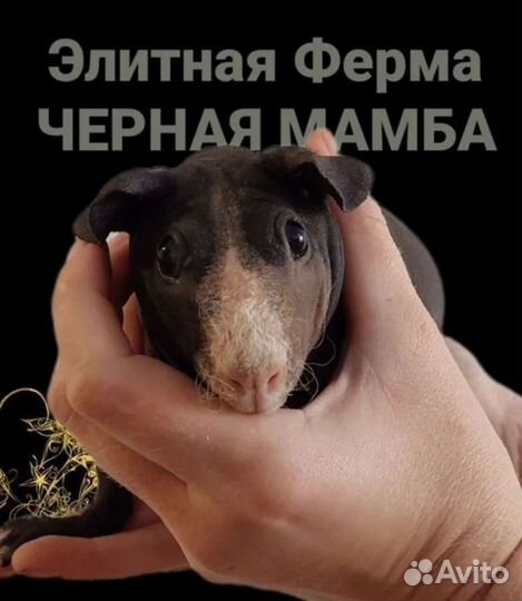 Морские свинки Американский Скинни Элит