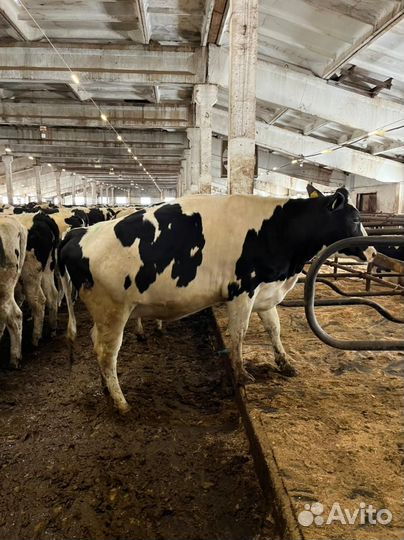 Нетели Телки молочные племенные