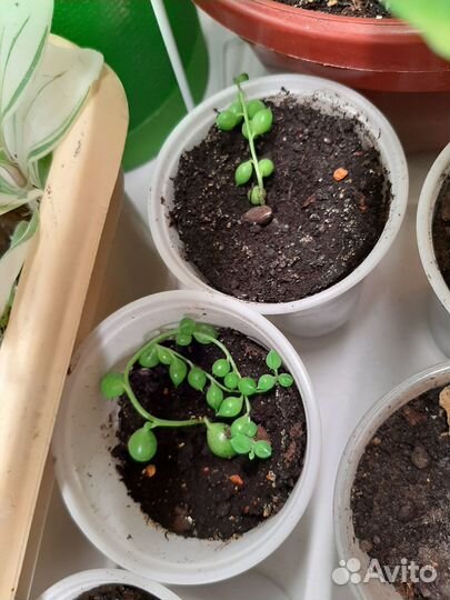 Крестовник роули