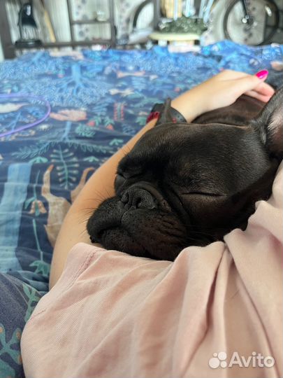 Передержка собак/Догситтер/Зооняня/Выгул