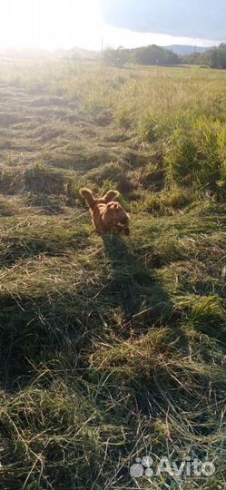 Кормовое Сено мешками