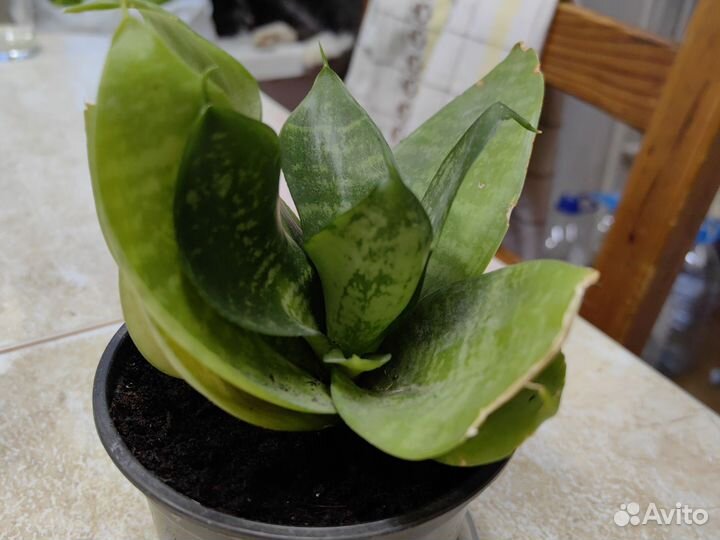 Сансевиерия