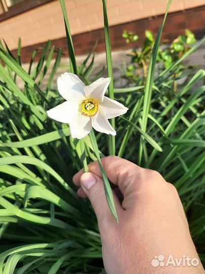 Луковицы нарциссов