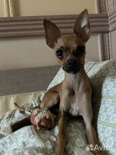 Вязка той-терьер