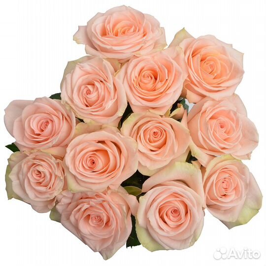 Роза Tiffany 70 см