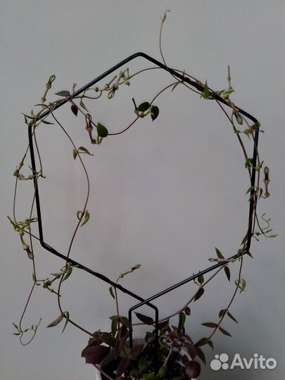 Редкая церопегия Барклая