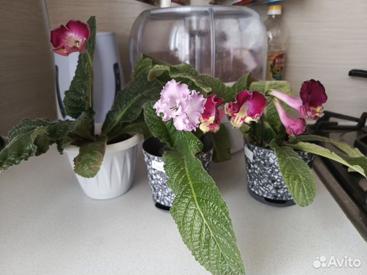 Стрептокарпусы