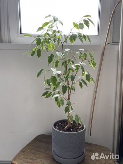 Фикус бенджамина большой