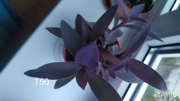 Традесканция