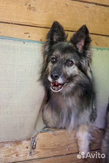 Спасите из приюта