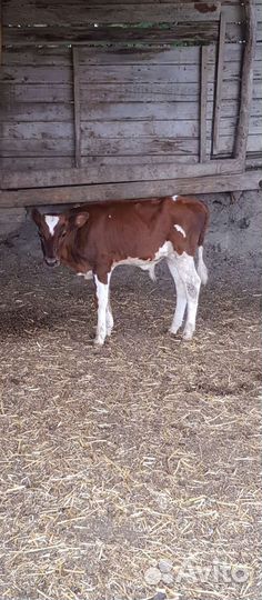 Племенной бык