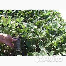 Саженцы Виктории