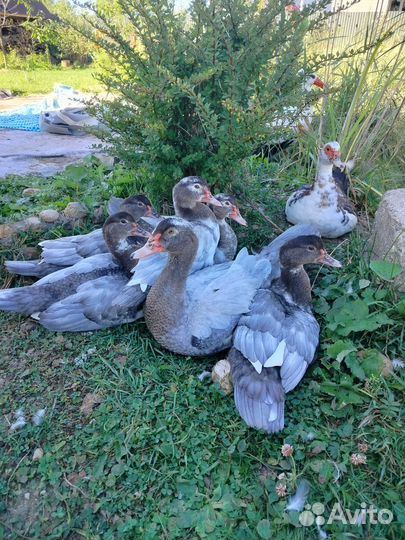 Мускусные утки