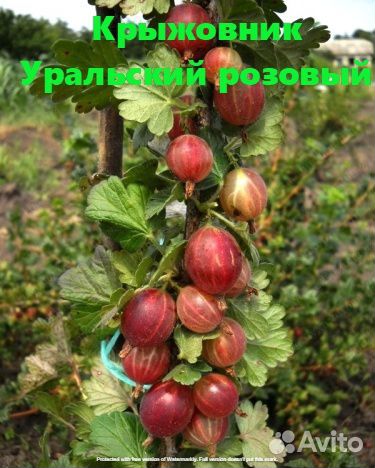 Растения. Саженцы крыжовника