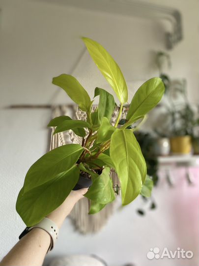 Филодендрон малай голд