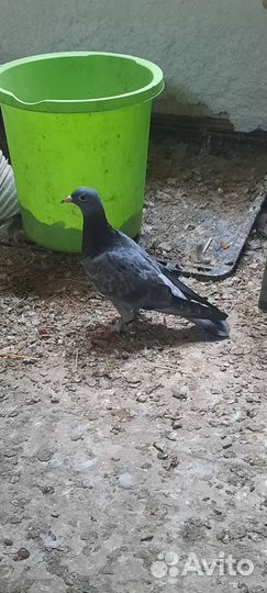 Голуби турецкие такла Есть разный розвелось много