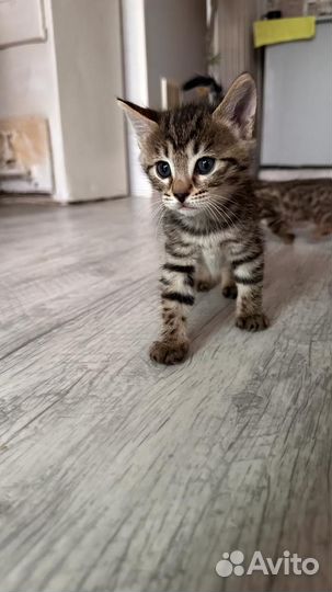 Бенгальская кошка