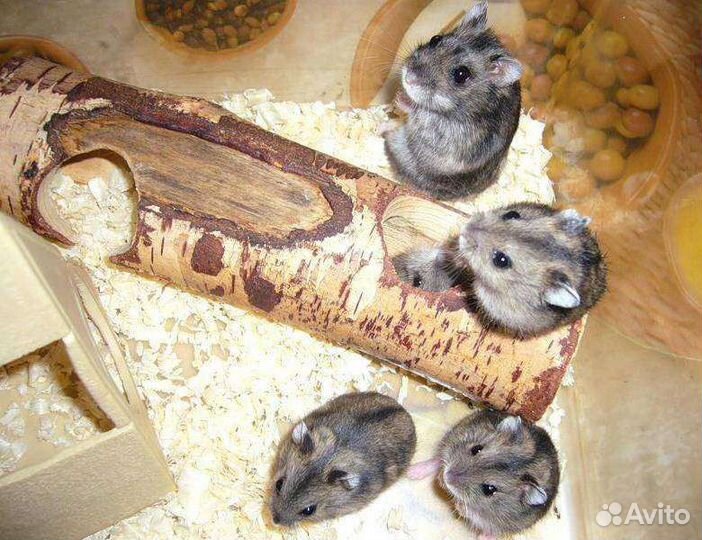 Джунгарский хомяк