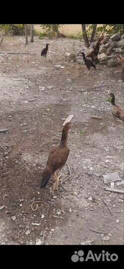 Бойцовые куры и петухи