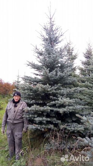 Ель голубая и зеленая колючая, крупномеры