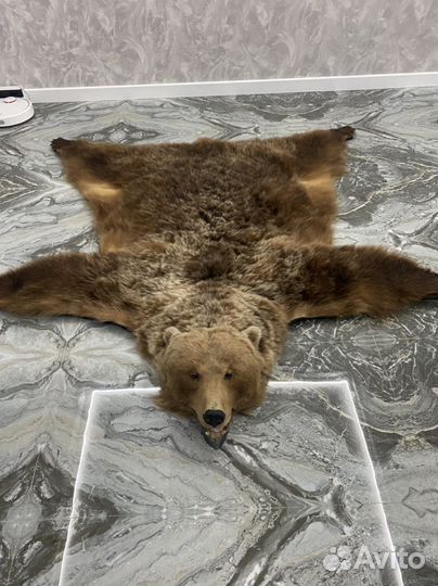 Шкура, чучело медведя. Имитация