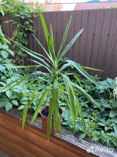 Пальма юкка комнатная