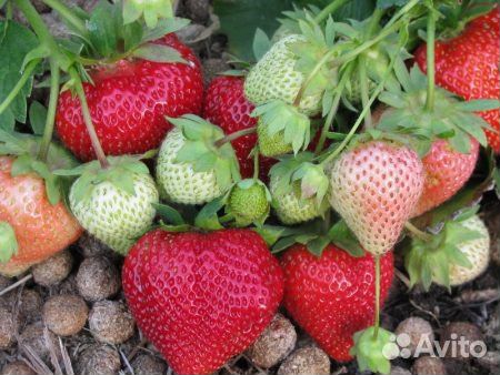 Рассада Виктории Клубники Лорд саженцы