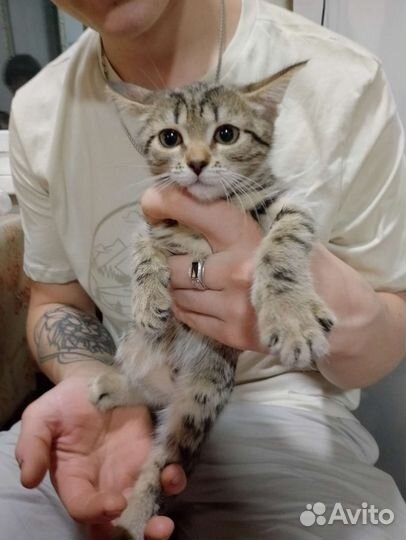 Отдаю котят бесплатно