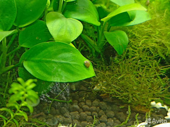 Теодоксусы