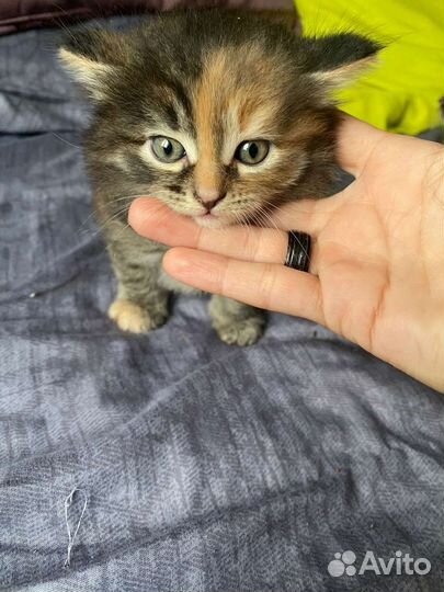 Кошки в добрые руки