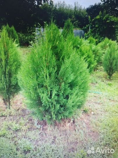 Черенки туи