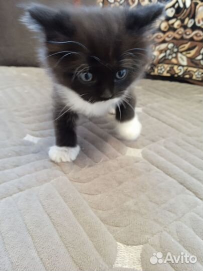 Котенок